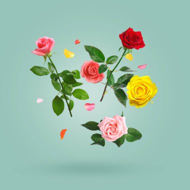 Gökyüzündeki güzel güller ve yapraklar grimsi deniz mavisi arkaplanına karşı