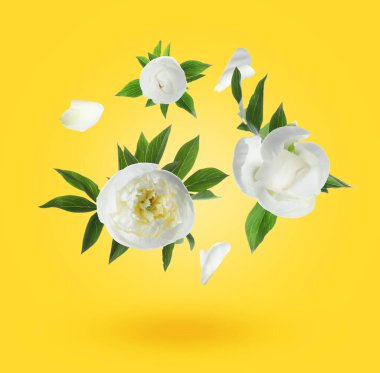 Güzel beyaz şakayık çiçekleri ve yaprakları sarı arka planda