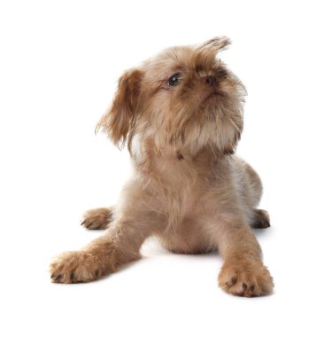 Beyaz arka planda şirin Brüksel Griffon köpek yavrusu