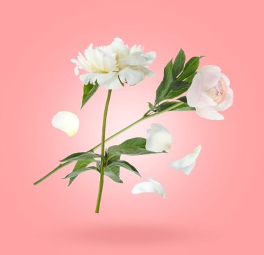 Güzel beyaz şakayık çiçekleri ve yaprakları pembe eğimli arka planda