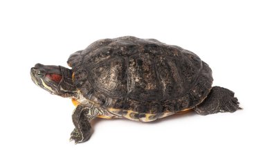 Beyaz zemin üzerinde güzel kaplumbağa (kırmızı kulaklı sürgüleyici)