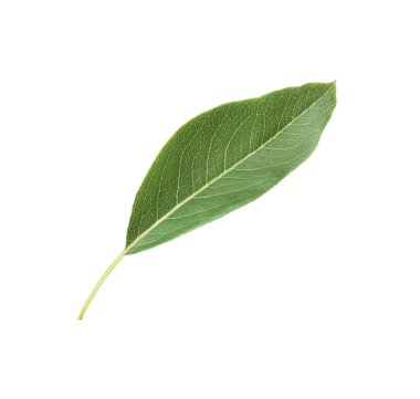 Bir yeşil armut yaprağı beyaza izole edilmiş