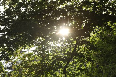 Dışarıda yeşil yapraklarla ağaçların dallarında parlayan güneş.