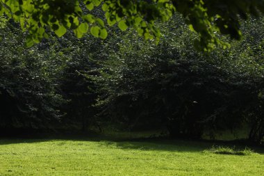 Yeşil yapraklı ağaç dalları, çimenler ve çalılar güneşli bir günde dışarıda yetişiyor.