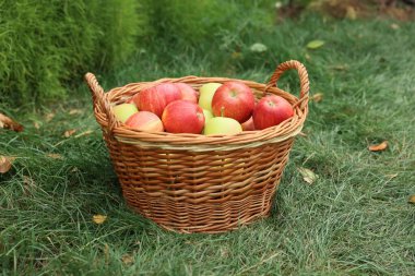 Hasır sepetin içinde taze olgun elmalar ve açık havada yeşil çimlerin üzerine düşen yapraklar.
