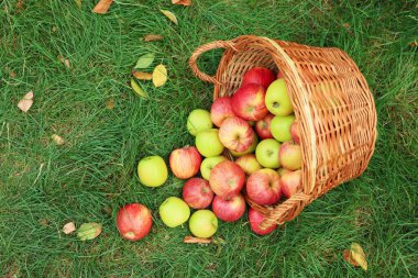 Hasır sepetin içinde taze olgun elmalar ve açık havada yeşil çimlerin üzerine düşmüş yapraklar.