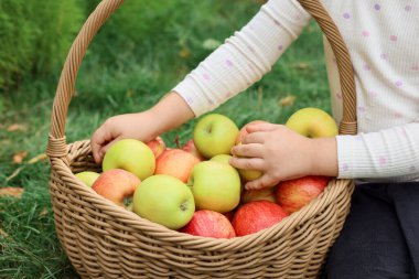 Bahçedeki yeşil çimlerin üzerinde taze olgun elmalarla dolu sepeti olan çocuk, yakın plan.