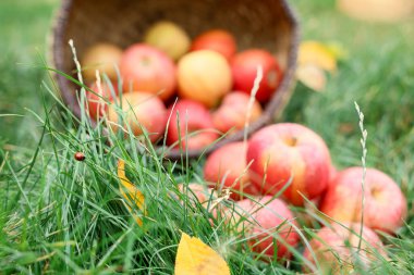Yeşil çimlerin üzerinde hasır sepetteki taze olgun elmalar, uğur böceğine odaklan.