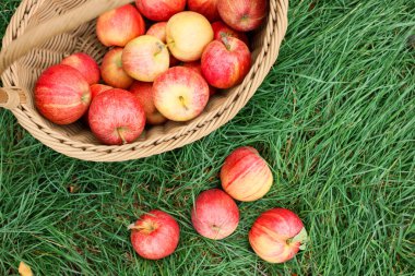 Yeşil çimlerin üzerinde hasır sepetin içinde taze olgun elmalar, üst manzara. Metin için boşluk