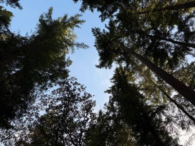 Mavi gökyüzüne karşı güzel ağaçlar, alt manzara