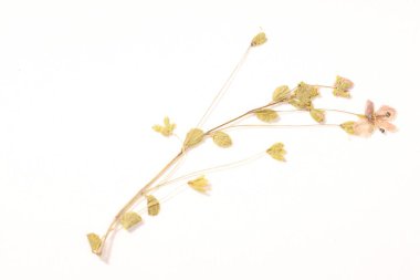 Beautiful dry veronica flower on white background, top view