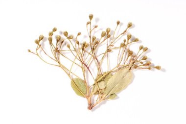 Beyaz arka planda güzel kuru çiçekler, üst manzara
