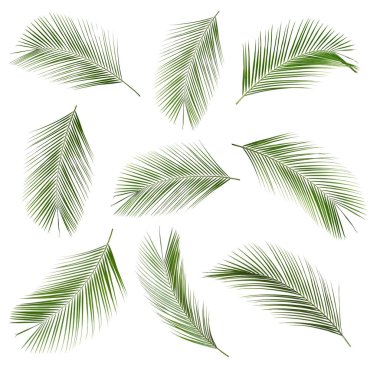 Tropikal ağaç yaprakları beyaza izole edilmiş, set. Parlak yeşil yapraklar