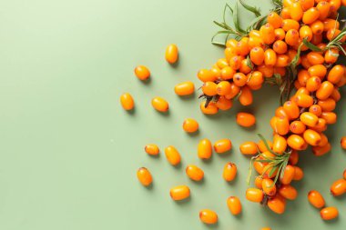 Olgun deniz dikenli böğürtlen dalları ve yeşil arka planda yapraklar, düz bir zemin. Metin için boşluk