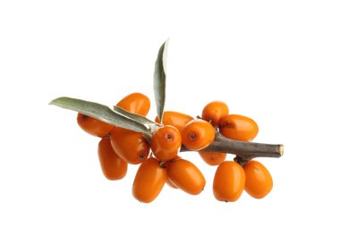 Taze deniz dikenli böğürtlen ve yeşil yapraklı beyaz