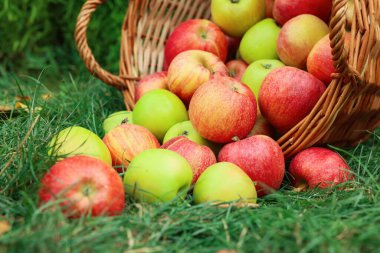 Taze olgun elmalar hasır sepetin içinde açık yeşil çimlerin üzerinde, yakın plan