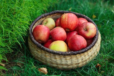 Hasır sepetin içinde taze olgun elmalar ve açık havada yeşil çimlerin üzerine düşmüş yapraklar, yakın plan.