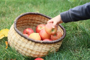 Bahçedeki yeşil çimlerde hasır sepetten taze elma alan çocuk, yakın plan.