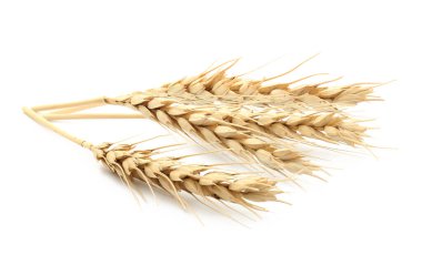 Beyaz arka planda altın buğday başakları