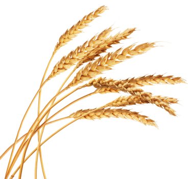 Beyaz arka planda altın buğday başakları