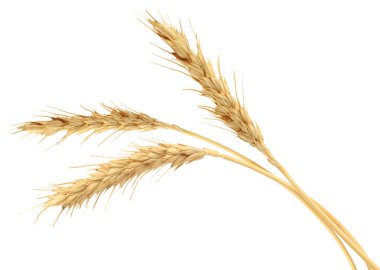 Beyaz arka planda altın buğday başakları