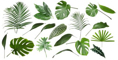 Beyazlar üzerinde izole edilmiş yeşil tropikal bitkiler. Parlak yeşillik