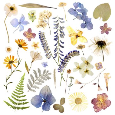 Kurumuş çiçekler ve yapraklar beyaz arka planda, set