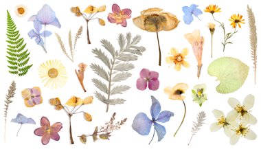 Kurumuş çiçekler ve yapraklar beyaz arka planda, set