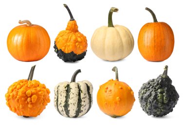 Beyazın üzerinde taze balkabakları var. Sonbahar sebzesi