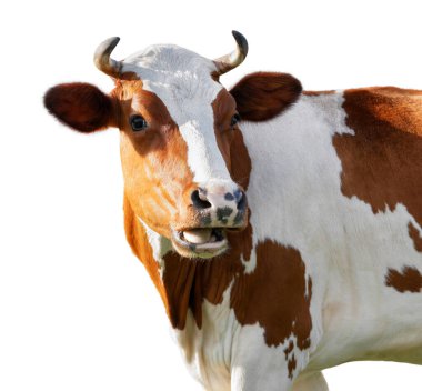 Beyaz tenli şirin inek. Çiftlik hayvanı