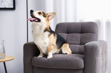 Evdeki koltukta sevimli Galli Corgi.