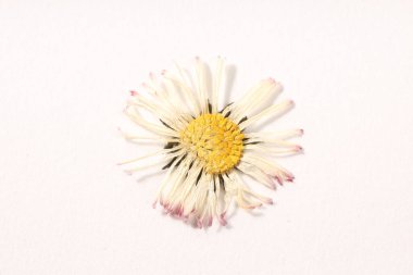 Beautiful dry daisy flower on white background, top view