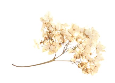 Güzel kuru ortanca çiçekleri beyaz, üst manzara izole