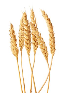 Beyaz arka planda altın buğday başakları