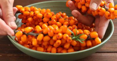 Ahşap masada olgun deniz dikenli böğürtlen dallarını kaseye koyan bir kadın.