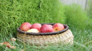 Çocuk kırmızı elmaları bahçedeki hasır sepete koyuyor, yakın plan.