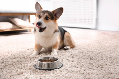 Şirin Galli Corgi evdeki yemek kabının yanında.