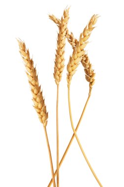 Beyaz arka planda altın buğday başakları