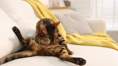 Bengal kedisi kanepede kendini tımar ediyor. Güzel hayvan.