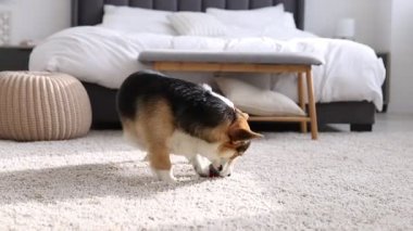 Şirin Galli Corgi evde yerde oyuncakla oynuyor.