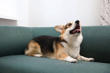 Evdeki kanepede tatlı Galli Corgi.