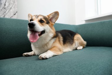 Evdeki kanepede tatlı Galli Corgi.