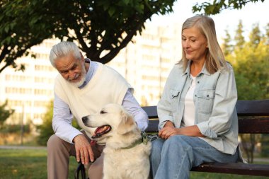 Harika Golden Retriever köpekleri olan son sınıf çifti dışarıda bekliyor.