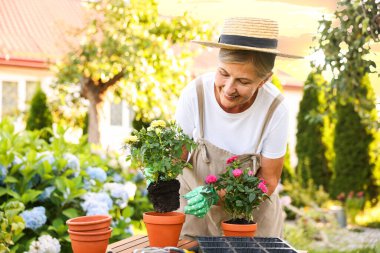 Şapkalı ve önlüklü gülümseyen son sınıf öğrencisi bahçede güzel çiçekler naklediyor.