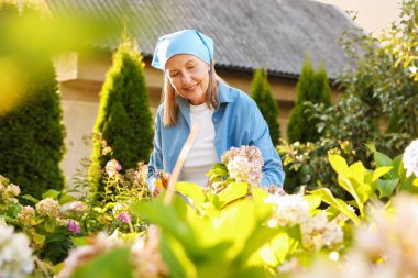 Bahçede mezhepçilerle ortanca çiçeği buduyor.