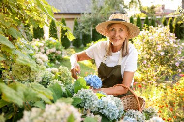 Bahçede mezhepçilerle ortanca çiçeği buduyor.