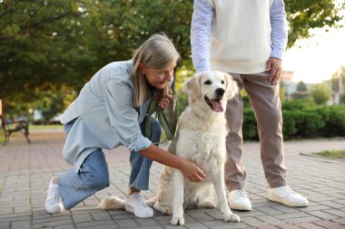 Harika Golden Retriever köpekleri olan son sınıf çifti, yakın çekimde.