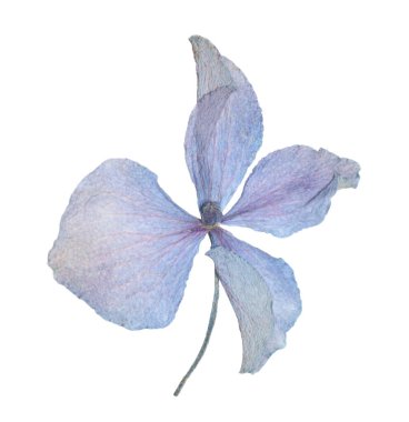 Beautiful dry hydrangea flower isolated on white, top view