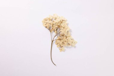 Beautiful dry hydrangea flowers on white background, top view