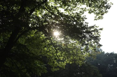 Dışarıda yeşil yapraklarla ağaçların dallarında parlayan güneş.